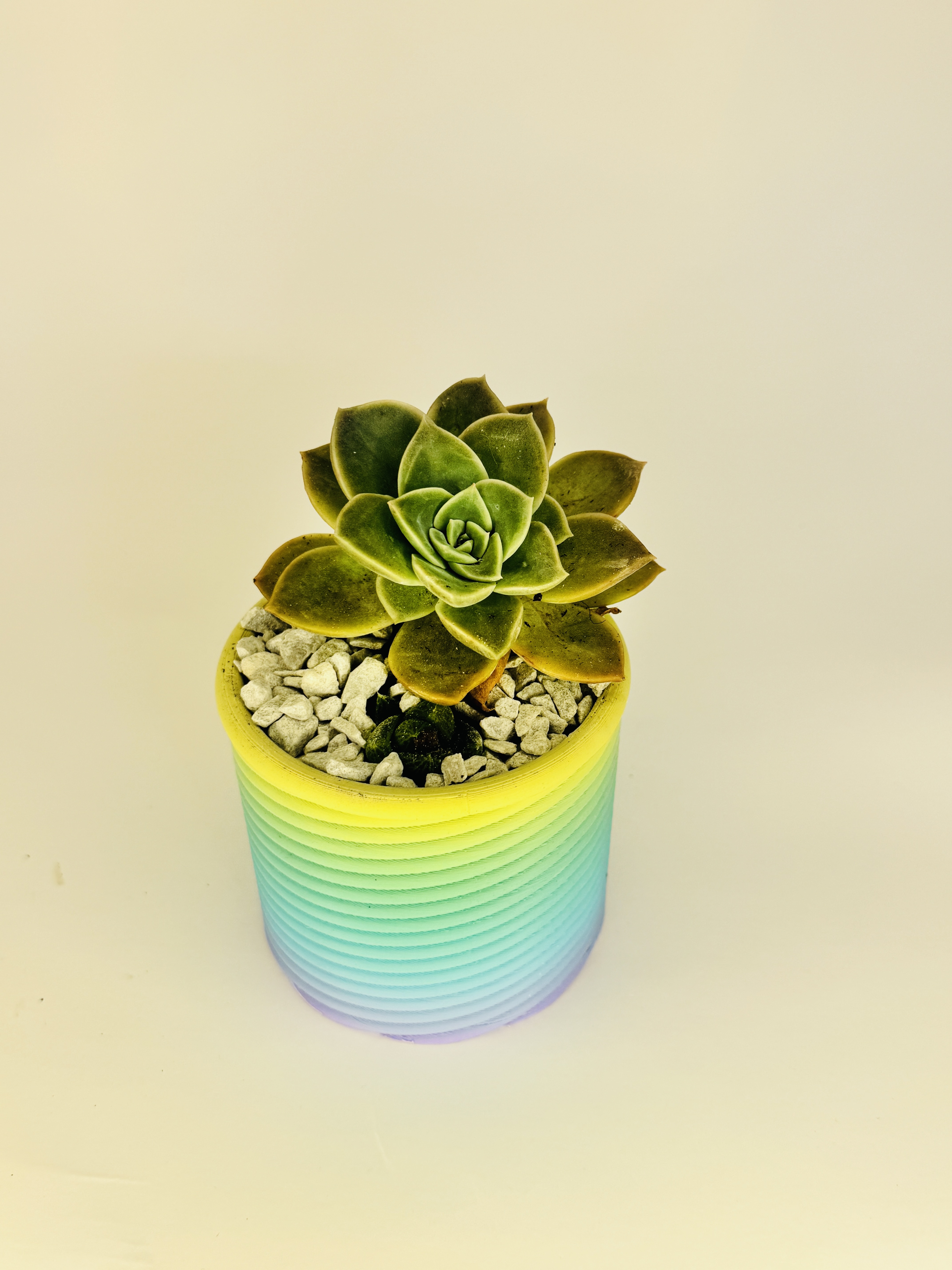 🪴 Spiral Pot – 3D Printable Planter