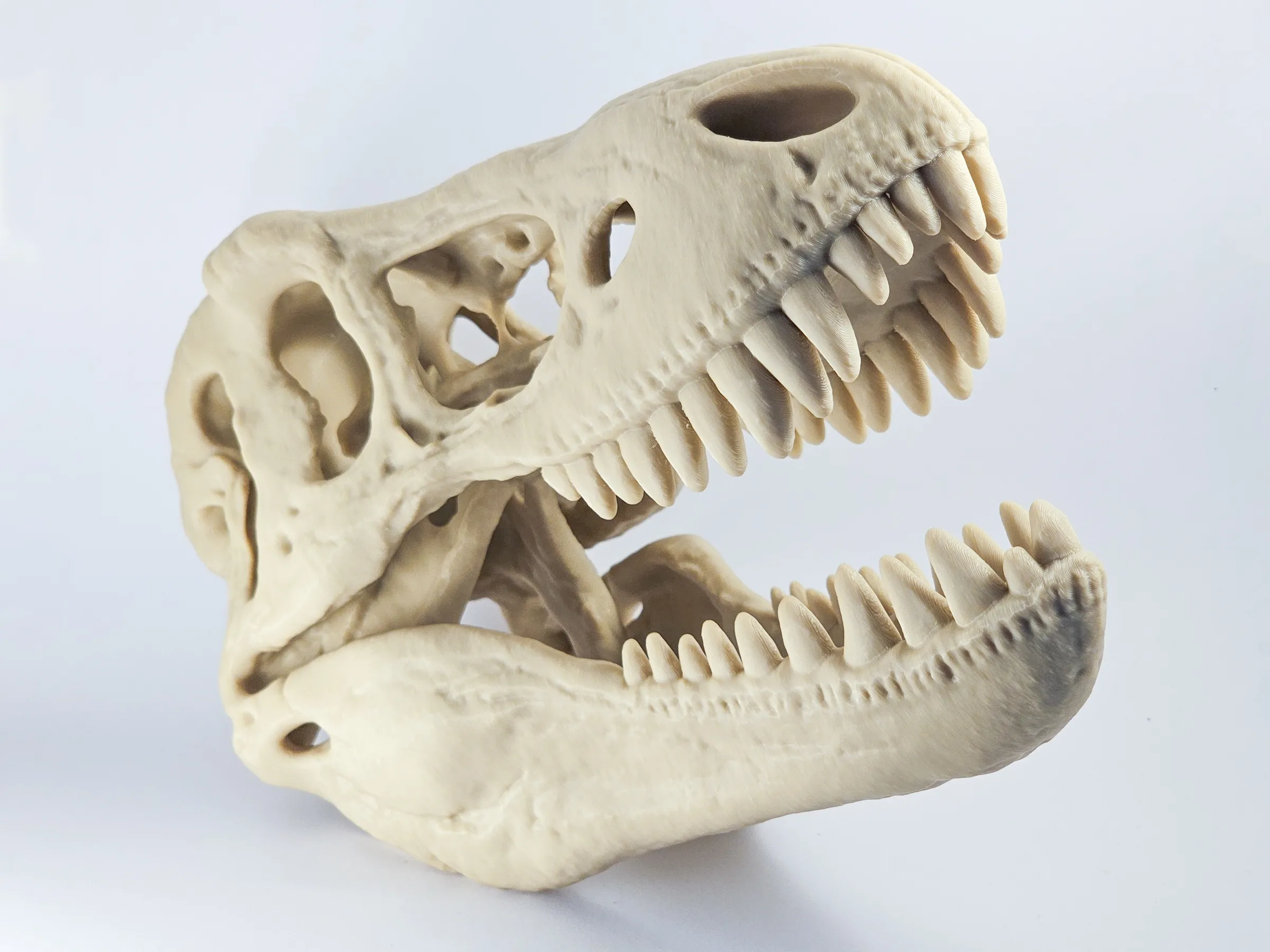The King of Tyrants: AMNH 5027 Skull Replica