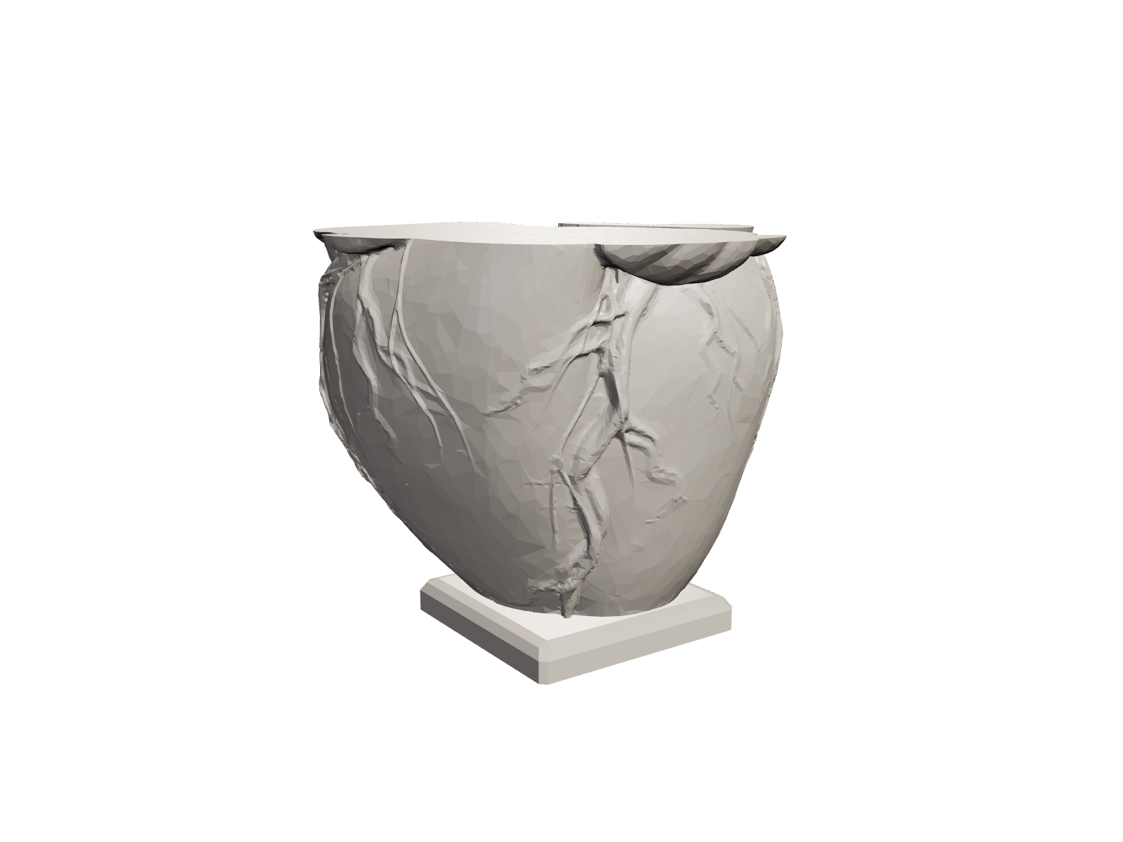 Anatomical Heart Vase Divided