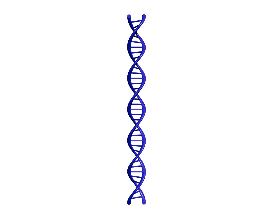 DNA Double Helix Model