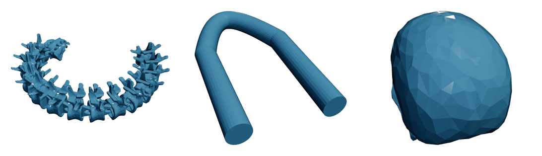 Spine & Skull — Articulated Flexi